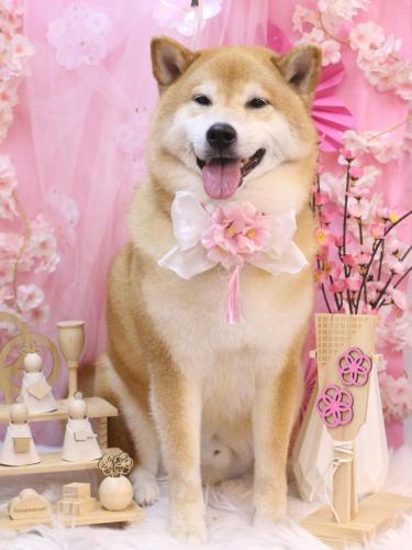 20250321こまくん